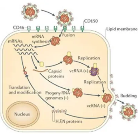 Figure 12. Schéma du cycle viral d’un Morbillivirus (D’après Nature Reviews 2016).  vcRNA :  ARN viral complémentaire