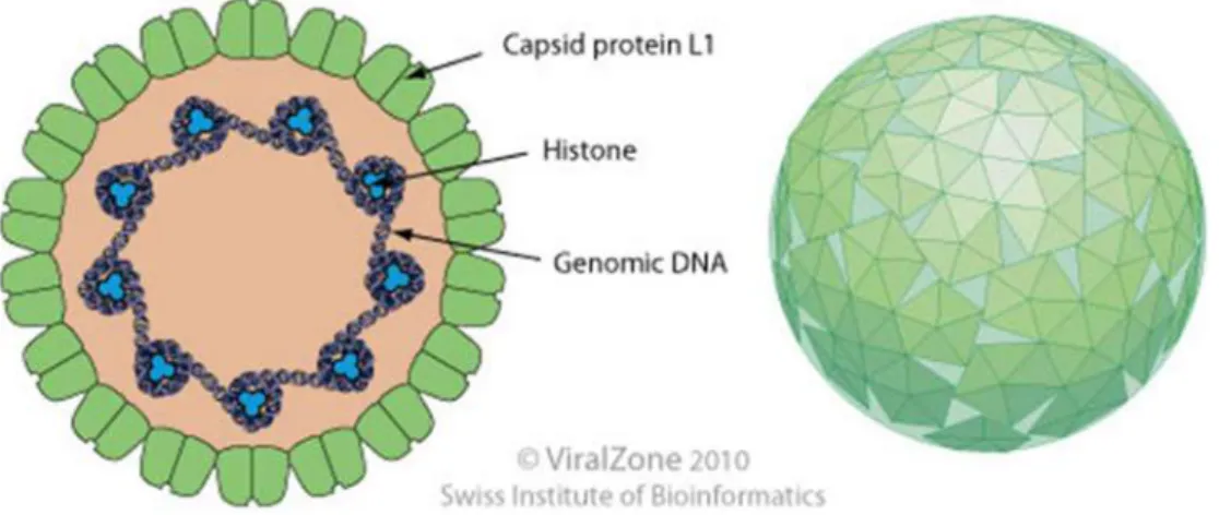 Figure 13. Schéma d’un virion de Deltapapillomavirus (D’après ViralZone 2010) 