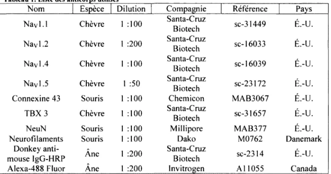 Tableau 1. Liste des anticorps utilisés 