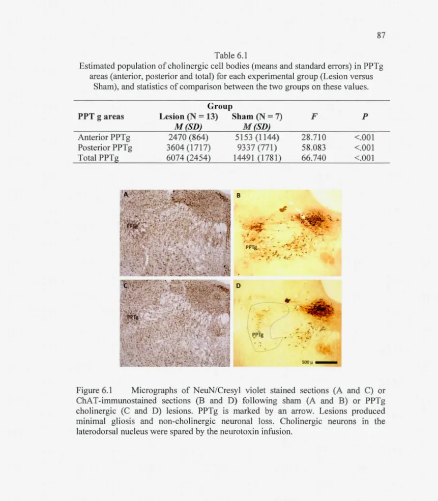 Figure 6.1  Micrographs  of NeuN/Cresyl  violet  stained  sections  (A  and  C)  or  ChA T-immw10stained  sections  (B  and  D)  following  sham  (A  and  B)  or  PPTg  cholinergie  (C  and  D)  lesions