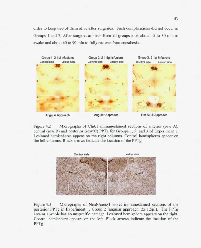 Figure 4 .3  Micrographs  of  NeuN/cresyl  violet  immunostaine d  sec tions  of  the  posterior  PPTg  in  Experiment  1,  Group  2  (angular  approach ,  2x  l.SJ.!l)