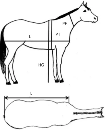 Figure 6 : Mesures relevées sur les chevaux (Martinson et al., 2014) 