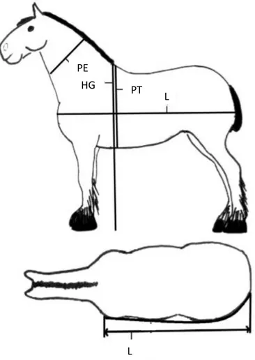 Figure 7 : Mesures corporelles relevées sur les chevaux (Catalano et al., 2016) 