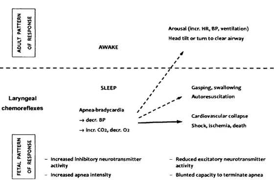 Figure 5  :  Série d’événements  déclenchée  par les CRL et  menant au  syndrome de  mort  subite  du  nourrisson  (SMSN)  (fréquence  cardiaque,  HR;  pression  artérielle,  BP) (Leiter &amp;  Bôhm, 2007;  Praud,  2010).