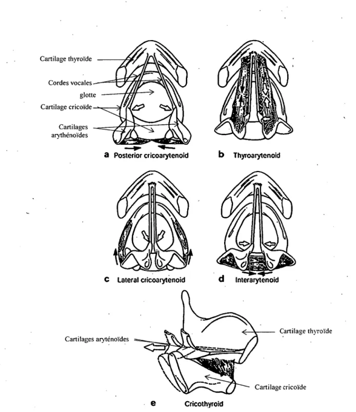 Figure  1. Vue laryngoscopique des cartilages et des muscles intrinsèques du  larynx (Sasaki et al