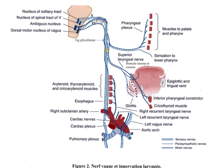 Figure 2. Nerf vague et innervation laryngée.