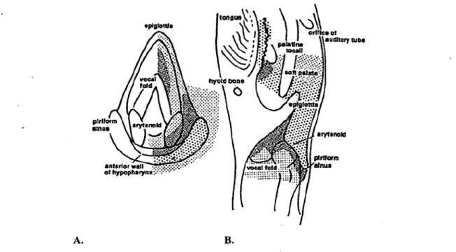 Figure 3. Distribution schématique des récepteurs laryngés (Reix et al. 2007) Cette  figure  illustre  la  densité  des  récepteurs  laryngés  selon  la  distribution  anatomique