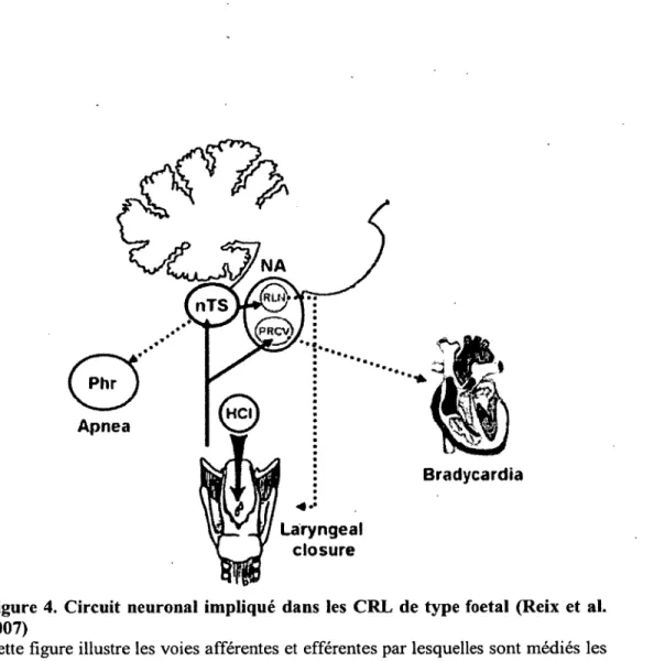 Figure  4.  Circuit  neuronal  impliqué  dans  les  CRL  de type foetal  (Reix  et  al
