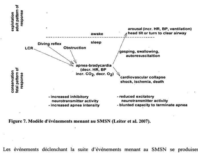 Figure 7. Modèle d'événements menant au SMSN (Leiter et al. 2007).