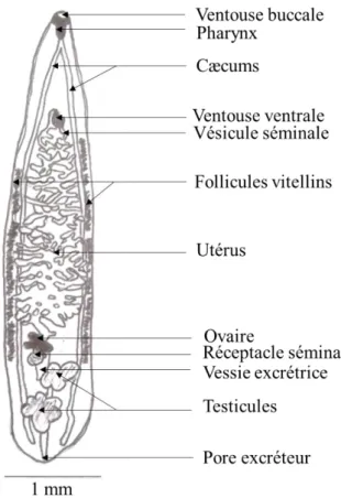 Figure 5 : Schéma d’une métacercaire enkystée d’O. viverrini, d’après (Touch et al. 2009)  Metorchis bilis 
