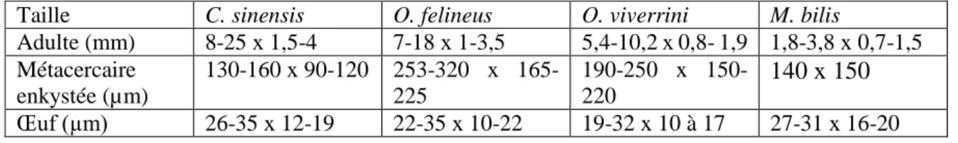 Tableau 1 : Tailles des principaux stades parasitaires chez C. sinensis, O. felineus, O