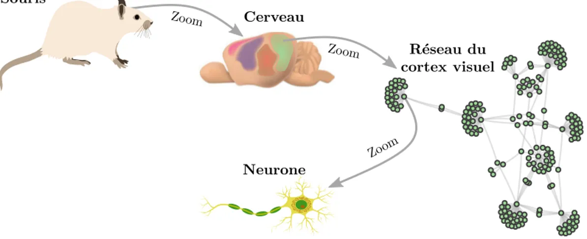 Figure 1.1 – Le cerveau comme système complexe. De la souris au neurone, il y a plusieurs structures
