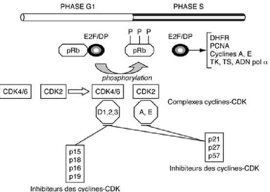Fig. 2 : Rôle de la protéine Rb dans le cycle cellulaire. Source : Maréchal (1999).  