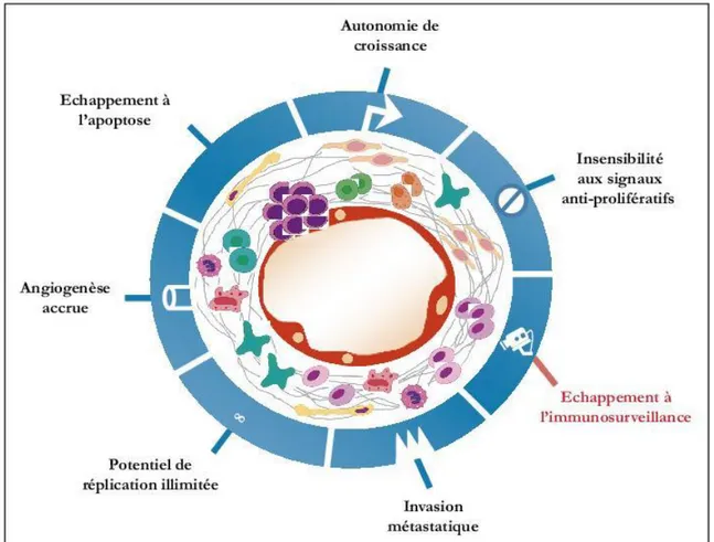 Fig. 4 : Les sept propriétés fondamentales d’une cellule tumorale. Source : Beaudin (2014)
