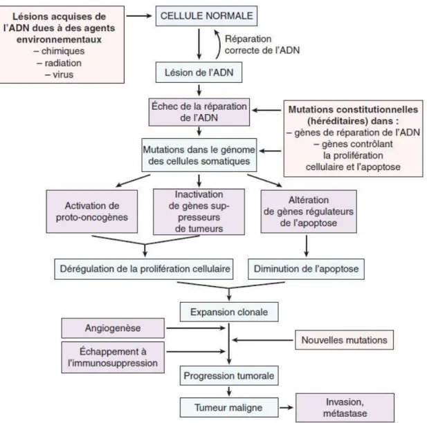 Fig. 5 : Les bases moléculaires de la cancérogénèse. Source : Collège français des pathologistes  (2011)