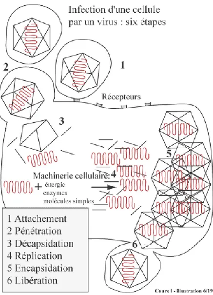 Fig. 9 : Les six étapes de la multiplication virale. Source : Huraux (2006). 