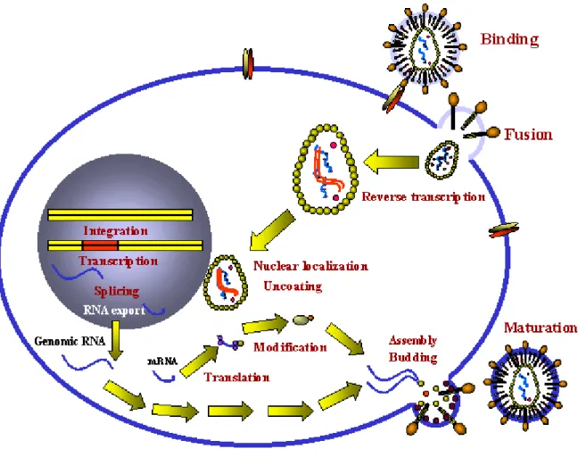 Fig. 12 : Etapes de l'infection productive d'une cellule par un rétrovirus. Source : Hunt et McIlroy  (2014)