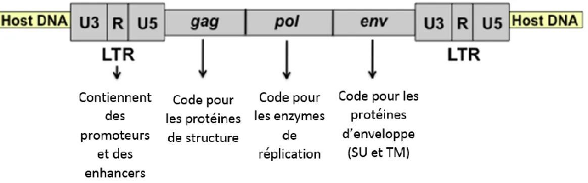 Fig. 13 : Représentation de l’ADN proviral de FeLV après intégration au génome de la cellule hôte