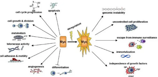 Fig. 14 : Processus cellulaires contrôlés par c-Myc dans des conditions normales et lors de la  tumorigénèse