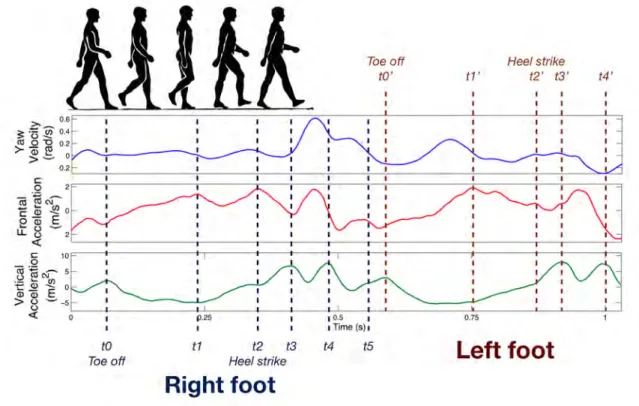 Figure 2.3 Signaux les plus importants dans la d´ etection du pas humain pour un mouvement de deux pas.