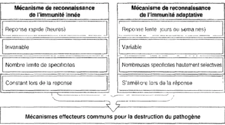 Figure 3 : Les principales caractéristiques de l'immunité innée et de l'immunité adaptative  (Parham, 2003) 