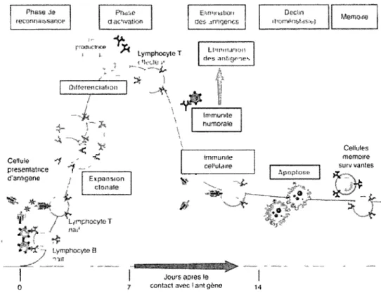 Figure 4 : Les étapes de la réponse immunitaire (Abbas et al, 2008) 
