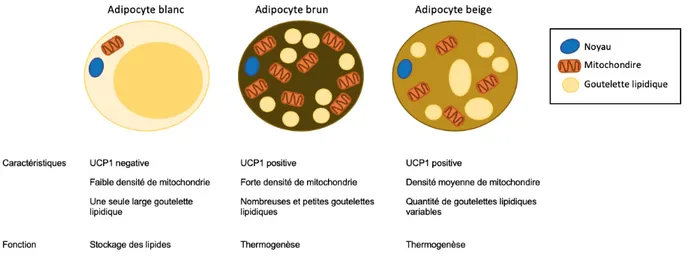 Figure 1: Adipocytes blanc, brun et beige. 
