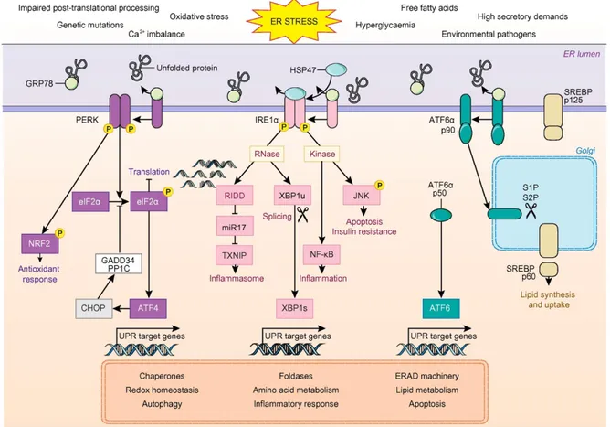 Figure 4: La cascade de signalisation de la réponse UPR. Adapté de (142). 