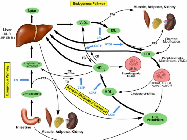 Figure 5: Schéma du métabolisme des lipoprotéines. Adapté de (167). 