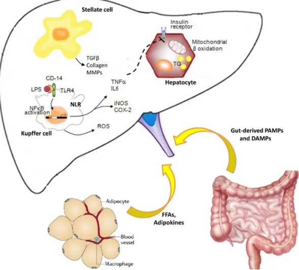 Figure 9: Communication entre les cellules immunitaires en présence d’inflammation dans le  foie