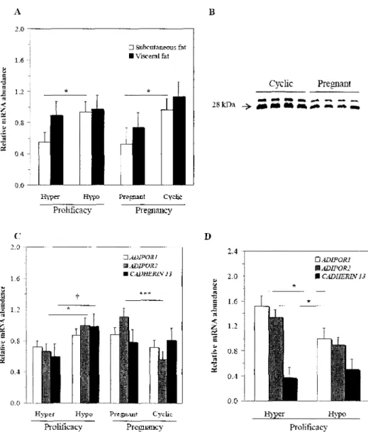 FIG. 2. Adiponectin and adiponectin receptor expression in hyper- and hypoprolific sows