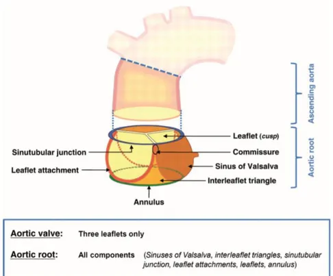 Figure 1-3 : Schéma de la racine aortique et de ses composantes.  Reproduit avec permission de Sievers et al