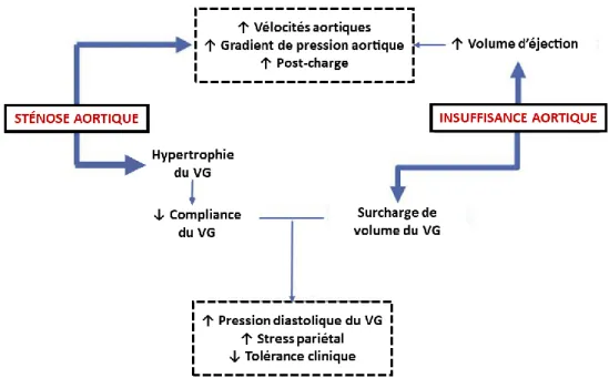 Figure 2-8 : Mécanismes physiopathologiques impliqués dans la maladie valvulaire aortique  mixte