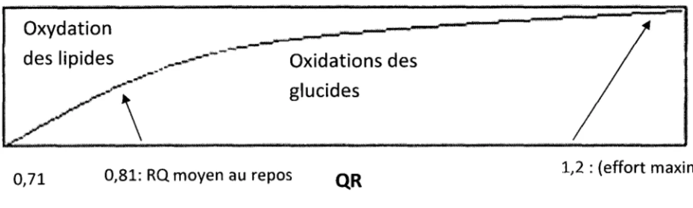 Figure 3. Representation graphique du quotient respiratoire 