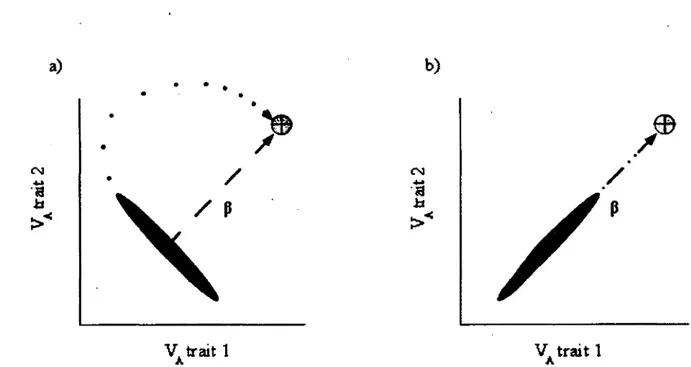Figure 2.  Schématisation  de  l'influence  des  (co)variances  génétiques  (gris  foncé)  sur  la  réponse  évolutive  (en  pointillé)  vers  un  optimum  favorisé  par  la  sélection  (gris  pâle), a) La variance  génétique est faible dans la direction f