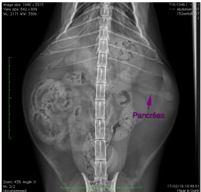 Figure 8 : Radiographie de profil – Chat obèse 