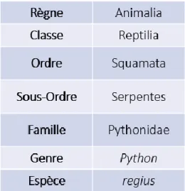 Figure 5: Classification simplifiée du Python royal.