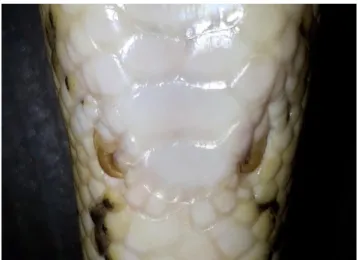 Figure 10 : Ergots chez un Python regius mâle. 
