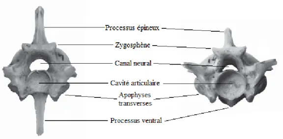 Figure 13: Vertèbres précaudales de Boïdé, d’après (1). 