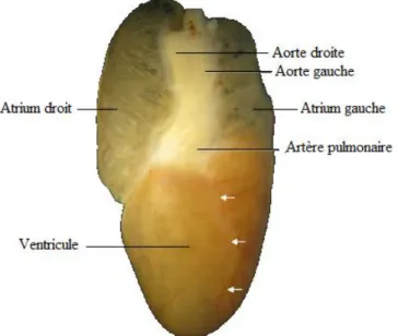Figure 15: Vue ventrale de cœur de Python regius, d'après (10). 