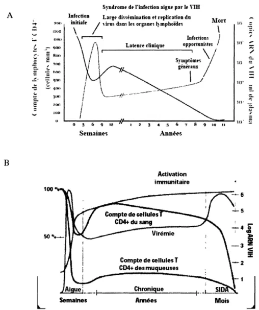 Figure 3. Progression typique d'une infection au VIH-1. A) Stades caractérisants la  progression d'une infection au VIH-1