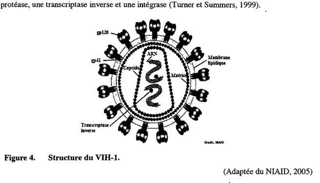 Figure 4. Structure du VIH-1. 