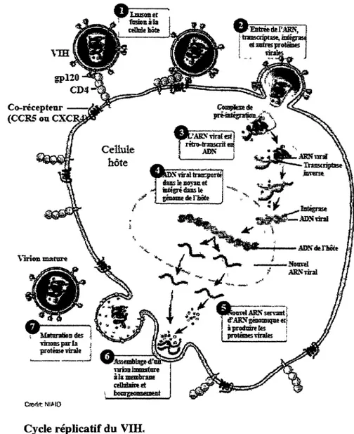 Figure 6. Cycle réplicatif du VIH, 