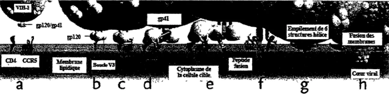 Figure 7. Étapes menant à la fusion de la membrane cellulaire et du VIH-1. 