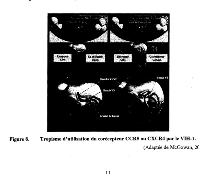 Figure 8. Tropisme d'utilisation du corécepteur CCR5 ou CXCR4 par le VIH-1.  (Adaptée de McGowan, 2010) 