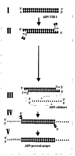 Figure 9. Intégration de F ADN du VIH-1. 