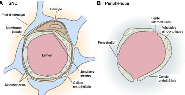 Figure 1.6 – Les CE du SNC et de la vasculature périphérique 