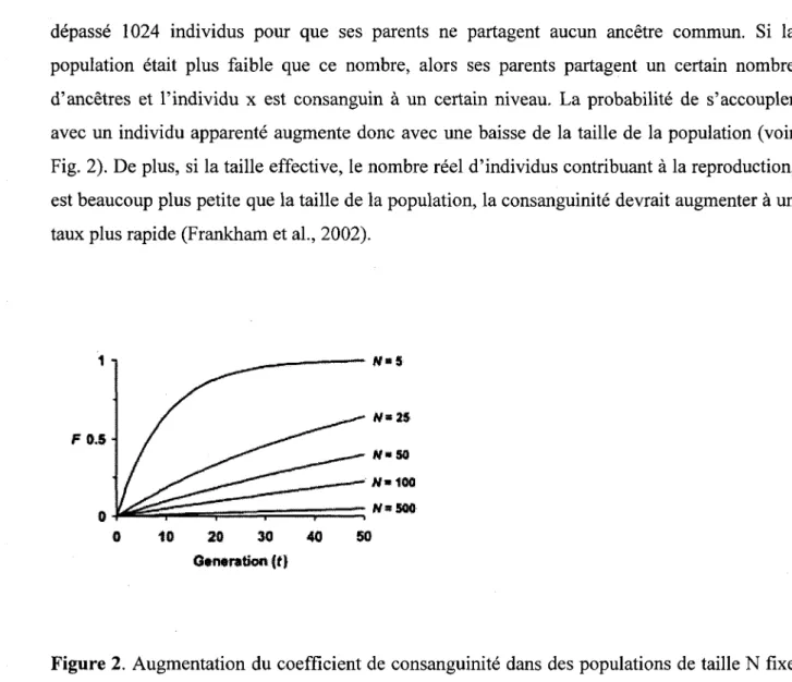 Figure 2. Augmentation du coefficient de consanguinite dans des populations de taille N fixe  dans le temps