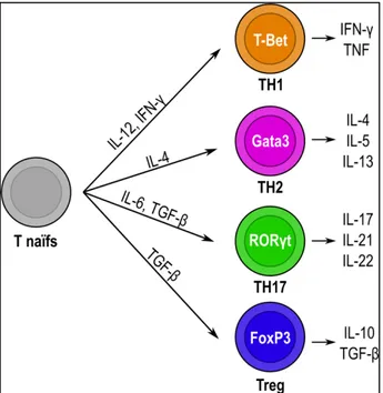 Figure 1: Polarisation des lymphocytes T. 