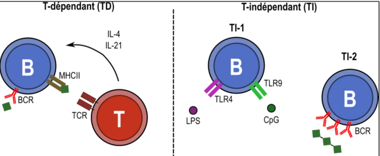 Figure 3: Mécanismes d'activation des lymphocytes B par des antigènes T-dépendants et T- T-indépendants